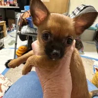 Gidget , a female Chihuahua for sale in Orange Grove, TX – Photo 4 of 9