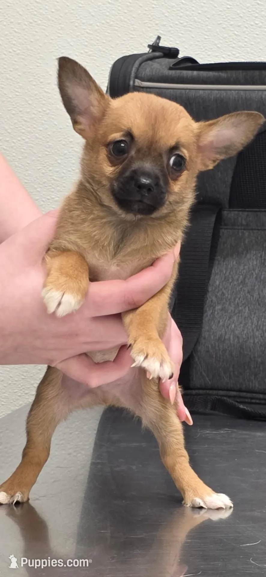 Gidget – Chihuahua Puppy for Sale in Orange Grove, TX | Puppies.com
