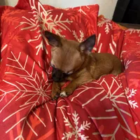 Gidget , a female Chihuahua for sale in Orange Grove, TX – Photo 6 of 9