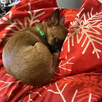 Gidget , a female Chihuahua for sale in Orange Grove, TX – Photo 5 of 9