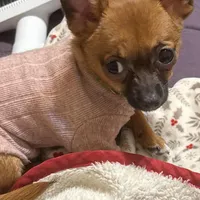 Gidget , a female Chihuahua for sale in Orange Grove, TX – Photo 8 of 9