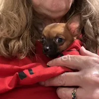 Gidget , a female Chihuahua for sale in Orange Grove, TX – Photo 3 of 9