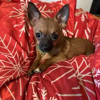 Gidget , a female Chihuahua for sale in Orange Grove, TX – Photo 7 of 9