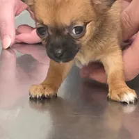 Gidget , a female Chihuahua for sale in Orange Grove, TX – Photo 2 of 9