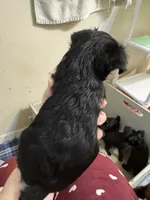 Mopsie, a female Brussels Griffon for sale in Orange Grove, TX – 4 of 5
