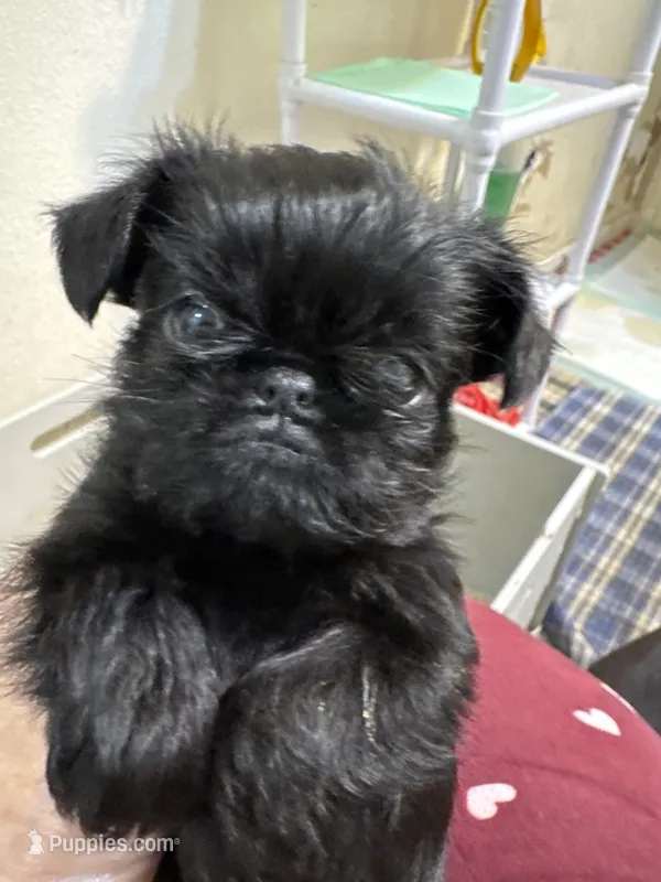Moby – Brussels Griffon puppy for sale in Orange Grove, TX
