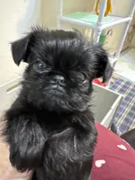 Moby, a male Brussels Griffon for sale in Orange Grove, TX – 1 of 3
