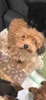 Jezzybelle  APRI, a female Poodle - Toy  for sale in Orange Grove, TX – 5 of 7