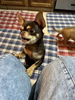 Jinx, a female Chihuahua and Brussels Griffon for sale in Orange Grove, TX – 1 of 4