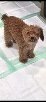 Jezzybelle  APRI, a female Poodle - Toy  for sale in Orange Grove, TX – 7 of 7