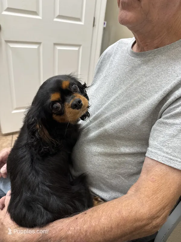 Saanvi – Cavalier King Charles Spaniel puppy for sale in Orange Grove, TX