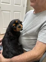 Saanvi, a female Cavalier King Charles Spaniel for sale in Orange Grove, TX – 1 of 4