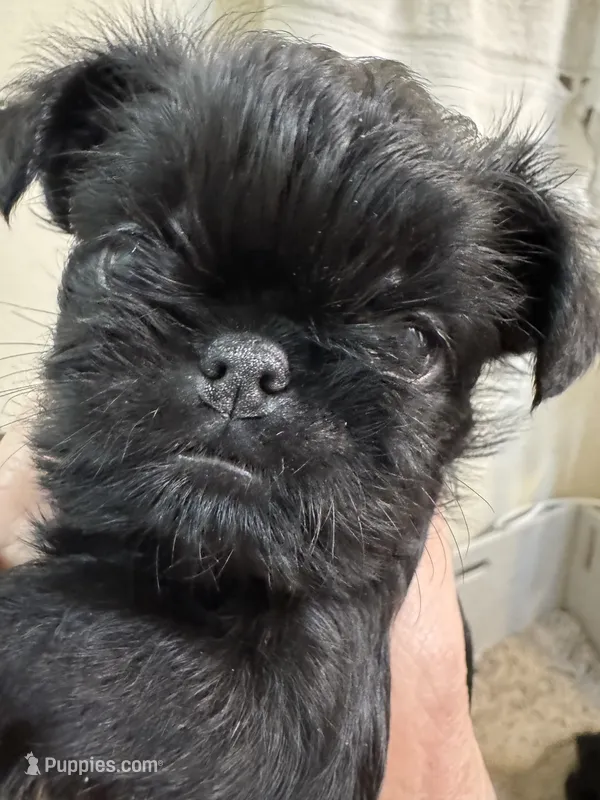Mopsie – Brussels Griffon puppy for sale in Orange Grove, TX