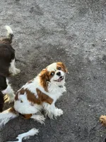 Rex, a male Cavalier King Charles Spaniel for sale in Orange Grove, TX – 3 of 3