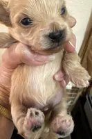 Nemo, a male Chihuahua and Poodle - Toy  for sale in Orange Grove, TX – 3 of 9