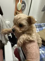 Nemo, a male Chihuahua and Poodle - Toy  for sale in Orange Grove, TX – 8 of 9