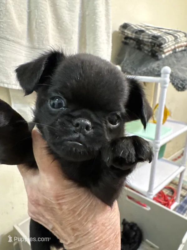 Magnus – Brussels Griffon puppy for sale in Orange Grove, TX