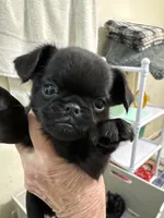 Magnus, a male Brussels Griffon for sale in Orange Grove, TX – 1 of 4