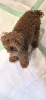 Jezzybelle  APRI, a female Poodle - Toy  for sale in Orange Grove, TX – 4 of 7