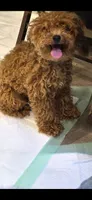 Jezzybelle  APRI, a female Poodle - Toy  for sale in Orange Grove, TX – 2 of 7