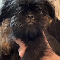 Isobel  AKC, a female Brussels Griffon for sale in Orange Grove, TX – Photo 6 of 9