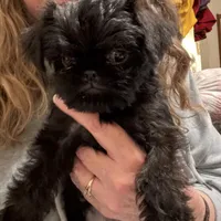 Isobel  AKC, a female Brussels Griffon for sale in Orange Grove, TX – Photo 9 of 9