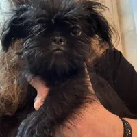 Isobel  AKC, a female Brussels Griffon for sale in Orange Grove, TX – Photo 5 of 9