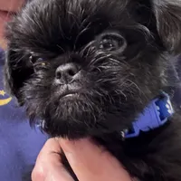 Isobel  AKC, a female Brussels Griffon for sale in Orange Grove, TX – Photo 1 of 9
