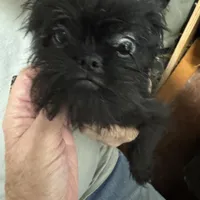 Isobel  AKC, a female Brussels Griffon for sale in Orange Grove, TX – Photo 3 of 9