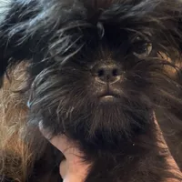 Isobel  AKC, a female Brussels Griffon for sale in Orange Grove, TX – Photo 8 of 9