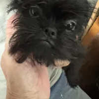 Isobel  AKC, a female Brussels Griffon for sale in Orange Grove, TX – Photo 4 of 9