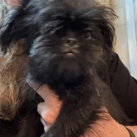 Isobel  AKC, a female Brussels Griffon for sale in Orange Grove, TX – Photo 7 of 9