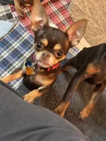 Jinx, a female Chihuahua and Brussels Griffon for sale in Orange Grove, TX – 3 of 4