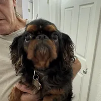 Molly AKC, a female English Toy Spaniel for sale in Orange Grove, TX – Photo 10 of 10