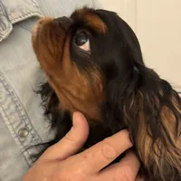 Molly AKC, a female English Toy Spaniel for sale in Orange Grove, TX – Photo 3 of 10