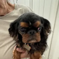 Molly AKC, a female English Toy Spaniel for sale in Orange Grove, TX – Photo 9 of 10