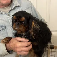 Molly AKC, a female English Toy Spaniel for sale in Orange Grove, TX – Photo 2 of 10