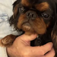 Molly AKC, a female English Toy Spaniel for sale in Orange Grove, TX – Photo 6 of 10