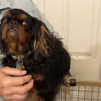 Molly AKC, a female English Toy Spaniel for sale in Orange Grove, TX – Photo 8 of 10