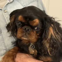 Molly AKC, a female English Toy Spaniel for sale in Orange Grove, TX – Photo 1 of 10