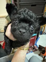 Sambo Naji, a male Chihuahua and Poodle - Toy  for sale in Orange Grove, TX – 5 of 5