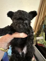 Sambo Naji, a male Chihuahua and Poodle - Toy  for sale in Orange Grove, TX – 3 of 5