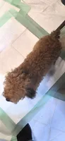 Jezzybelle  APRI, a female Poodle - Toy  for sale in Orange Grove, TX – 3 of 7
