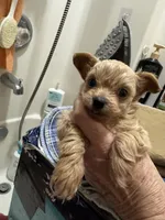 Nemo, a male Chihuahua and Poodle - Toy  for sale in Orange Grove, TX – 9 of 9