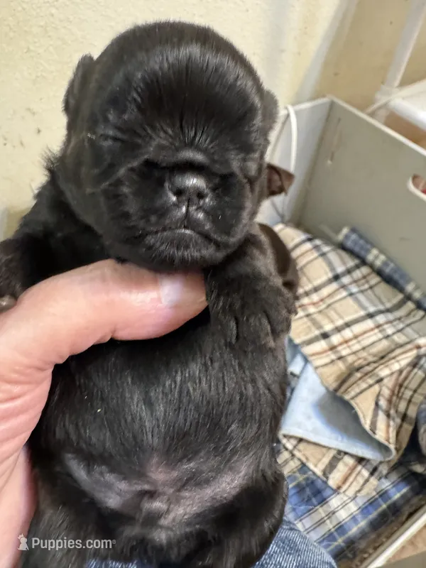 Moby – Brussels Griffon puppy for sale in Orange Grove, TX