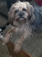 Polly, a female Poodle - Toy  and Brussels Griffon for sale in Orange Grove, TX – 9 of 9