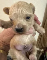 Nemo, a male Chihuahua and Poodle - Toy  for sale in Orange Grove, TX – 5 of 9