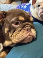Beebo, a female English Bulldog for sale in Orange Grove, TX – 3 of 5