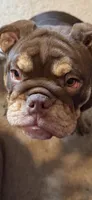 Beebo, a female English Bulldog for sale in Orange Grove, TX – 5 of 5