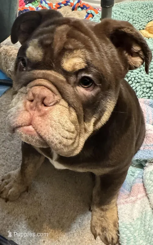 Beebo – English Bulldog puppy for sale in Orange Grove, TX